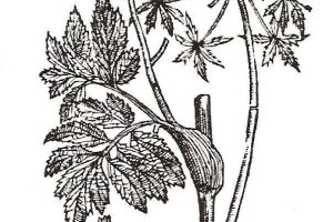 Angelica