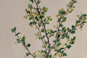 Cercocarpus