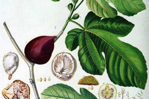 Ficus