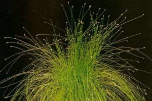 Isolepis