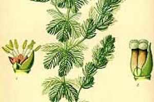 Myriophyllum