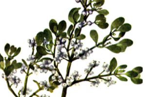 Phoradendron
