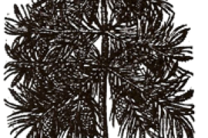 Pinus
