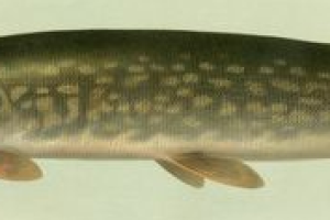 Snoek