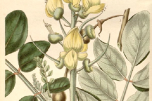 Sophora