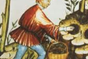 Tuber